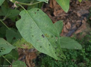 Noctuelles-Aubergine3