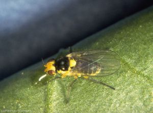 Liriomyza_bryoniae_adulte
