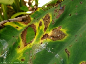 Symptômes de <b><i>Phoma spp.</b></i> sur taro,