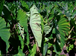 Symptômes de <b><i>Phoma spp.</b></i> sur taro,