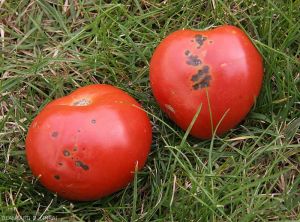 Punaises-Tomate6