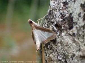 Papillon  la pyrale du melon (<i>Diaphania hyalinata</i>)