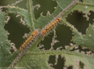 Dégâts et larves de <i><b>Selepa docilis</i></b> sur feuille d'aubergine.