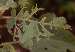 Dégâts de <i><b>Selepa docilis</b></i> sur feuille d'aubergine