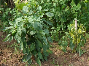 Pied de poivron sain (à gauche), infecté par un phytoplasme (à droite). En plus de son développement réduit, le pied malade est aussi chlorotique.  <b><i>Candidatus</i> Phytoplasma solani</b> (stolbur)