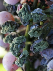 Un altro aspetto degli acini d'uva più o meno avvizziti e ricoperti di pastiglie verdastre.  <b> <i> Cladosporium </i> </b> marcisce