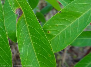 Cercospora-Manioc4