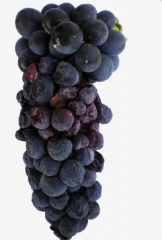 Diverse bacche situate nella parte centrale di questo grappolo sono più o meno marce, avvizzite e di colore violaceo.  <i> <b> Colletotrichum </i> sp </b>.  