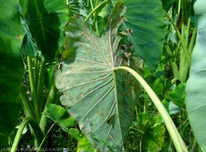 Cladosporiose sur Taro