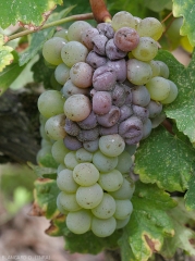 Sui vitigni a bacca bianca, gli acini affetti da <i> <b> Botrytis cinerea </b> </i> virano al marrone e assumono un colore da più o meno beige a violaceo;  una muffa grigia si diffonde sulla loro superficie.