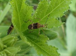 Hypselonotus_fulvus_Gombo