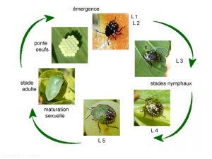 cycle-biologique-punaise