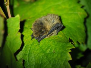 Pipistrelle_communeYC