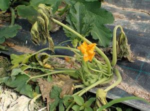 Flétrissement d'un pied de courgette : <i>Ralstonia solanacearum</i>