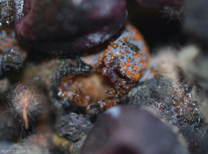 Su questo acino d'uva la cui buccia si sta rompendo, le masse di spore formate dagli acervuli compaiono sotto forma di un muco arancione.  <i>Colletotrichum</i> sp.  (marciume maturo)