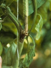 Cancro bruno alla periferia, più chiaro al centro, ben definito.  <b><i>Didymella lycopersici</i></b> (<i>Didymella</i> cancro, <i>Didymella</i> cancro del gambo e marciume della frutta)