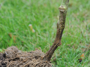 Umidità, di colore marrone scuro che circonda il colletto di una pianta di pomodoro coltivata in terra.  <b><i>Didymella lycopercisi</i></b> (<i>Didymella</i> piede nero, <i>Didymella</i> cancro del colletto)