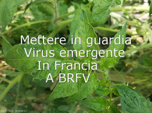 Mosaico e deformazione fogliare su pomodoro, <b>Tomato brown rugose fruit virus</b> (<i>Tomato brown rugose fruit virus</i>, ToBRFV), Pascal GENTIT (ANSES)