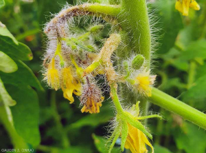 Molte isole di cellule rigonfie di acqua divenuta necrotica ricoprivano i peduncoli di diversi fiori di pomodoro, alcuni dei quali erano interamente necrotici.  <b>Intumescenza</b> (edema)(Bruce WATT - Università del Maine)