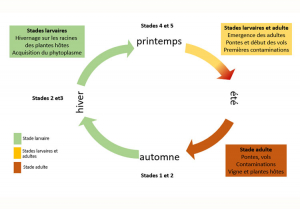 cycle-hyalesthes