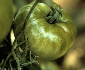 Su questo frutto sono visibili diversi anelli da traslucidi a bianchi (3-6 mm di diametro);  circondano piccoli punti che ricordano "punture".  <b> <i> Botrytis cinerea </i> </b>