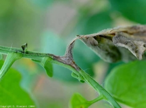 botrytis_tomate_DB_108a