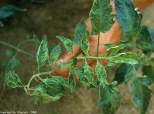 Foglioline giovani poco frastagliate, vesciche e mosaicate. (<b><i>Cucumber mosaic virus</i></b>, CMV)