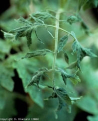 Foglioline filiformi, leggermente arrotolate. <b><i>Tobacco mosaic virus</i></b>, TMV