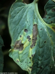 Sulle macchie brune presenti su questo foglietto si possono distinguere motivi più o meno concentrici.  (<i> <b> Alternaria tomatophila </b> </i>)