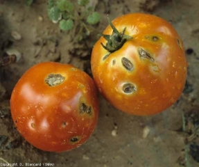 Le lesioni causate dalla grandine sono più consistenti su questo frutto.  Possiamo osservare grandi macchie brune circolari, diffuse, che mostrano fenditure più o meno importanti.  <b> Danni da grandine </b> 