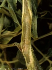 <i><b>Pseudomonas corrugata</b></i> (moelle noire, necrosi del midollo del pomodoro)