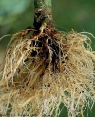 Un cancro umido e marrone si sviluppa nella parte inferiore del fusto e alla radice a fittone.  Le radici che emergono in quest'area si degradano e diventano anche marroni <i> <b> Phytophthora nicotianae </b> </i>.