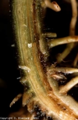 <b><i>Fusarium oxysporum</i> f.  sp.  <i>radicis-lycopersici</i></b>, FORL