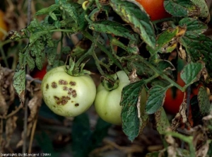 Alcune delle numerose macchie marroni che ricoprono questi foglietti sono più o meno necrotiche.  Su uno dei frutti sono chiaramente visibili lesioni cancerose e sugherose, da 3 a 4 mm di diametro.  <b> <i> Xanthomonas </i> sp. </b> (crosta batterica)