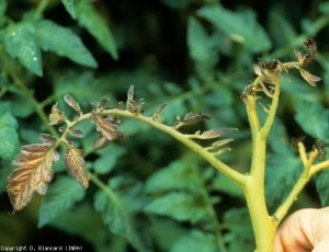 Questa punta della pianta è rachitica, giallastra e inizia ad antocianinare.  <b> <i> Candidatus </i> Phytoplasma solani </b> (stolbur)