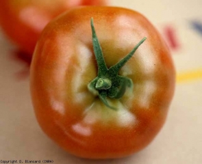 phytoto_tomate_DB_283_701