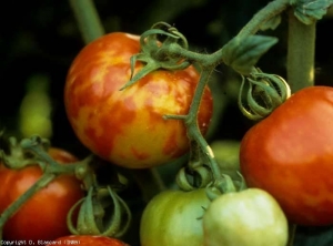 rhabdovirus_tomate_DB_269