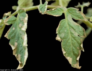 Appassimento internistico in loco.  <b> Fitotossicità (erbicida) </b>