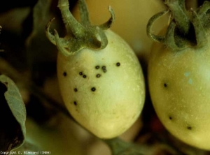 Diversi piccoli punti neri, paragonabili al frassino delle mosche, punteggiano questi giovani pomodori verdi.  <b> <i> Pseudomonas syringae </i> pv.  <i> pomodoro </i> </b> 