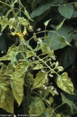 Su questa pianta foglie a mosaico e bollose si alternano a foglioline filiformi;  questi sintomi rendono possibile sospettare un virus. <b> (<i>Cucumber mosaic virus</i></b>, CMV)