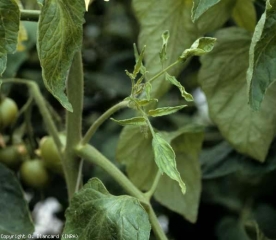 Distorsione del volantino. <b> (<i>Cucumber mosaic virus</i></b>, CMV)