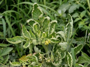 Su questa pianta le foglioline sono molto clorotiche e la loro lama rialzata conferisce loro un aspetto a cucchiaio. <b>(<i>Tomato yellow leaf curl virus</i></b>, TYLCV)