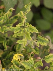 Su queste foglioline si nota un marcato ingiallimento intervenoso.<b><i>Tomato yellow leaf curl virus</i></b>, TYLCV