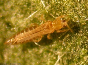 Gli adulti di <i><b>Frankliniella occidentalis</b></i> misurano da 0,8 a 1 mm di lunghezza.  <b>Tripidi</b>