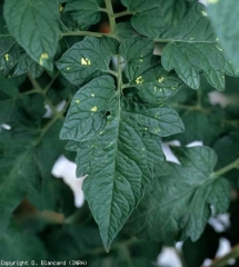 Diverse macchie gialle brillanti punteggiano questo foglio.  Questo sintomo è molto caratteristico di un'infezione virale con <b><i>Pepino mosaic virus</i></b>, PepMV.