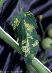 In alcuni casi, si può vedere un mosaico patchwork dal giallo brillante al bianco.  Questo ricorda in qualche modo il mosaico aucuba descritto per il ToMV. <b><i>Pepino mosaic virus</i></b>, PepMV