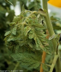 Su questa foglia più o meno accartocciata le foglioline sono ora molto necrotiche, mentre la lamina clorosi e assume progressivamente un aspetto abbronzato. <b><i>Tomato spotted wilt virus</i></b>, TSWV