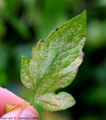 Sulla superficie superiore di questo foglio, le lesioni sono di colore da beige a metallico.  <b> <i> Frankliniella occidentalis </i> </b> (tripidi)