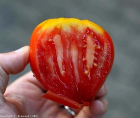 Spalla gialla su questo frutto maturo in sezione trasversale.