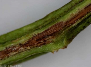 La doratura vascolare può estendersi nello stelo per diversi centimetri sopra la corona.  I vasi assumono quindi una tinta marrone a volte molto scura.  <b> <i> Fusarium oxysporum </i> f.  sp.  <i> radicis-lycopersici </i> (FORL) </b> (<i> Fusarium </i> marciume della corona e della radice)